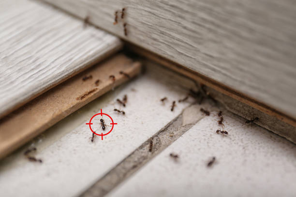 Best Termite Control Services  in Eddystone, PA