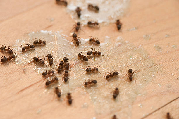 Best Flea Control Services  in Eddystone, PA