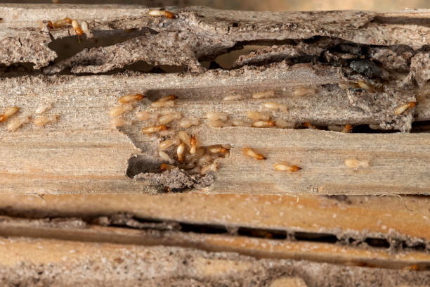 Best Exterminator Services  in Eddystone, PA